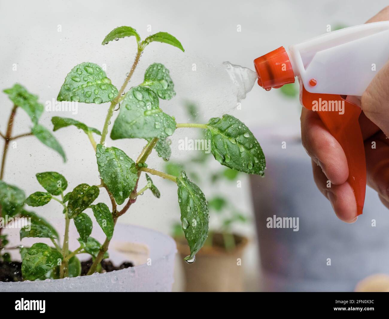 Spraying potted plants with water from a red spray bottle. On a light