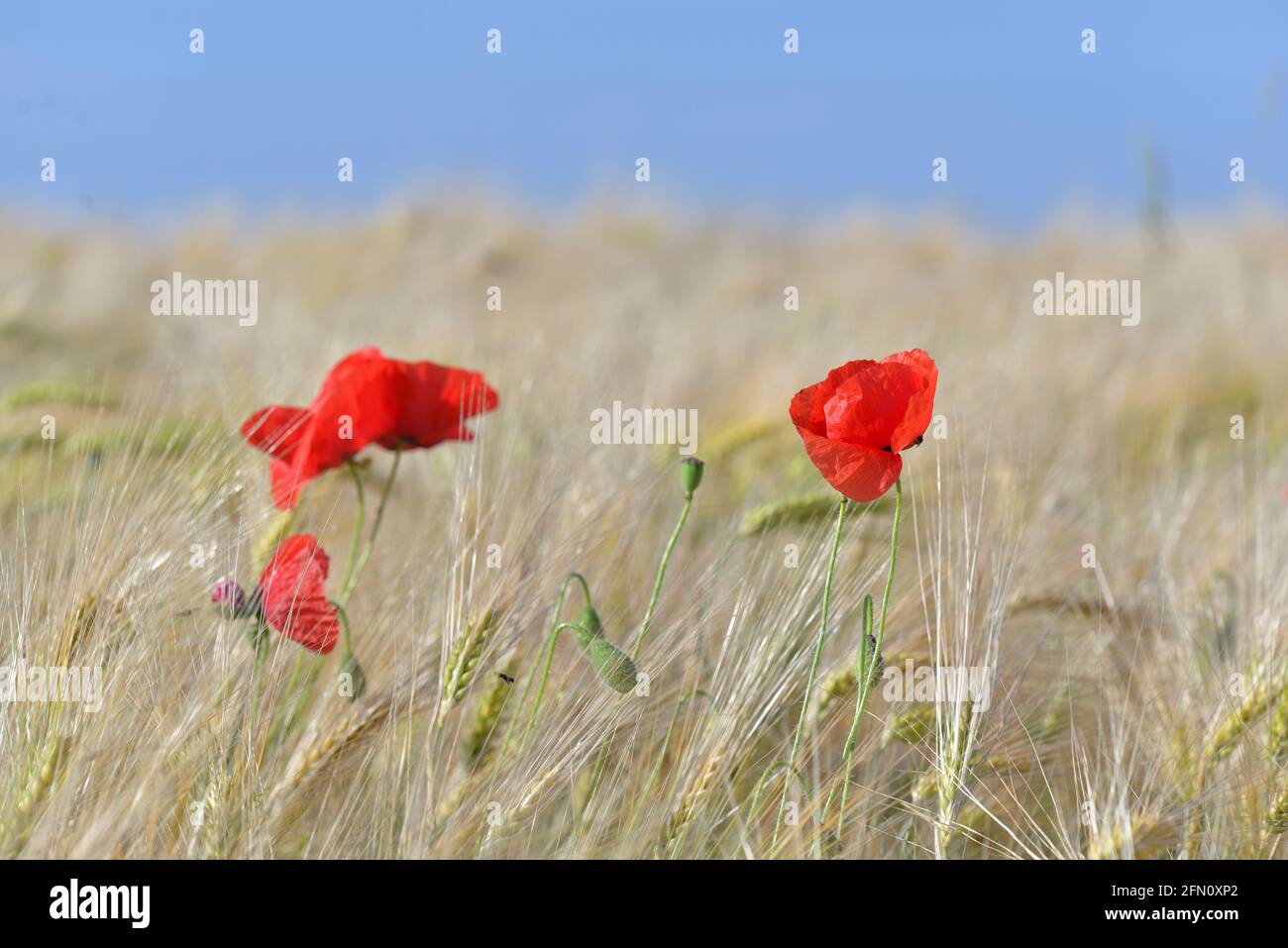 beautiful red poppies flowers blooming in a cereal field under blue sky ...