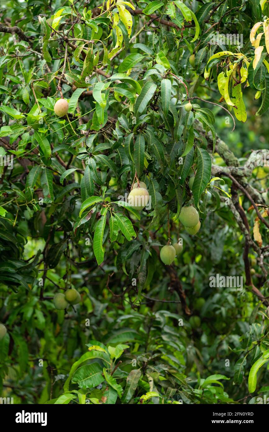 South indian mango hires stock photography and images Alamy