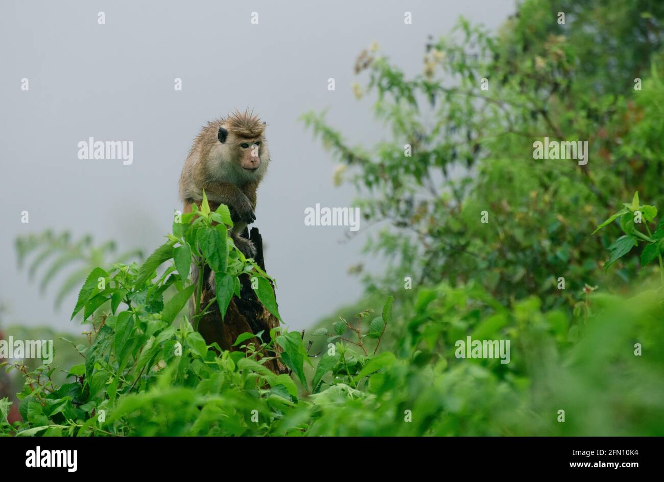 Toque macaque sitting on top of a wooden trunk in the cold, the foggy steep slope behind him, rain forest habitat of the monkeys. Stock Photo