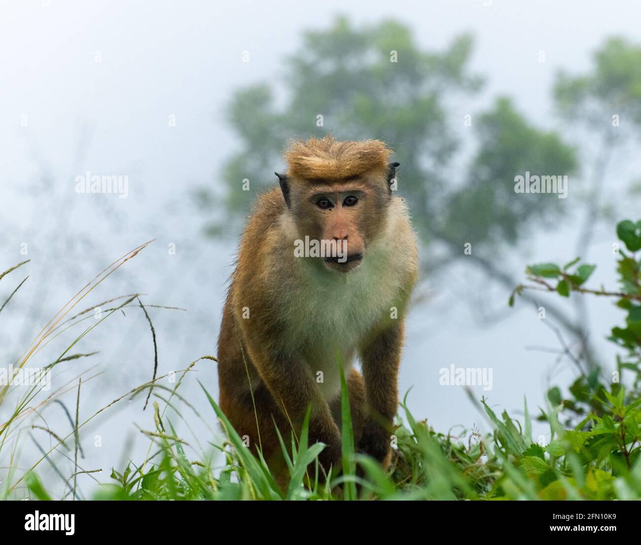 Toque macaque staring at the camera, the foggy steep slope behind him, cold rainy forest habitat of the monkeys. Stock Photo