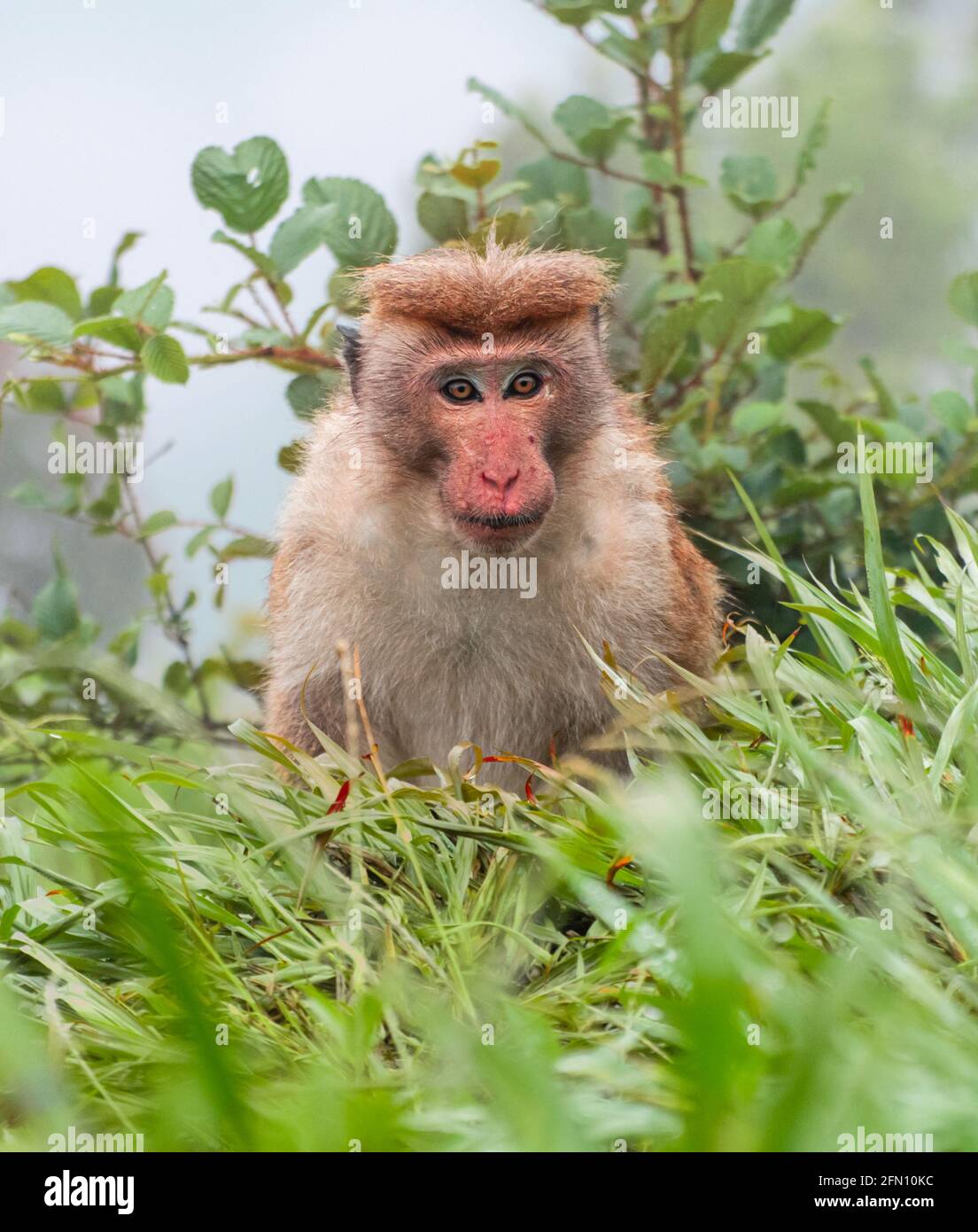 Toque macaque staring at the camera, the foggy steep slope behind him, cold rainy forest habitat of the monkeys. Stock Photo