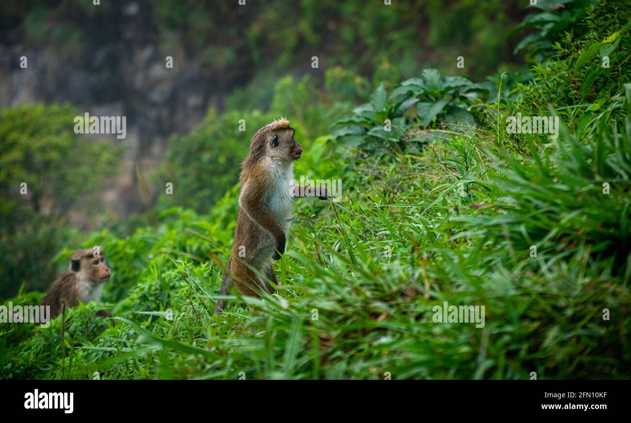 Toque macaque standing by two feet in a steep slope in a rainforest, a pack of monkeys climbing towards the top of the mountain Stock Photo
