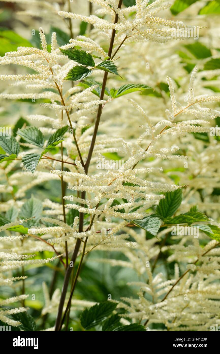 Astilbe 'Bridal Veil', syn Astilbe 'Brautschleier'.  Astilbe arendsii hybrid. Stock Photo