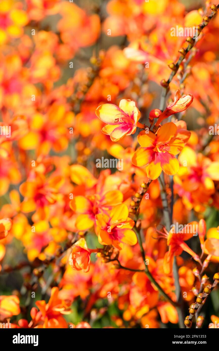 Crocosmia 'Bright Eyes' = 'Walbreyes'. Montbretia 'Bright Eyes'. Bright orange flowers with red centres Stock Photo