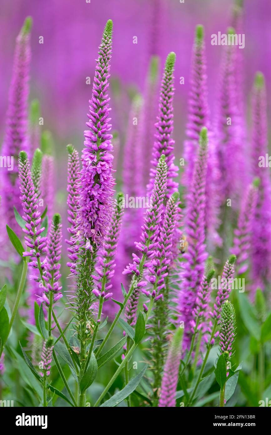 Spiked speedwell 'Purpleicious Harmony'. Veronica 'Purpleicious Harmony'. Veronica spicata 'Purpleicious'. Racemes star-shaped purple flowers Stock Photo