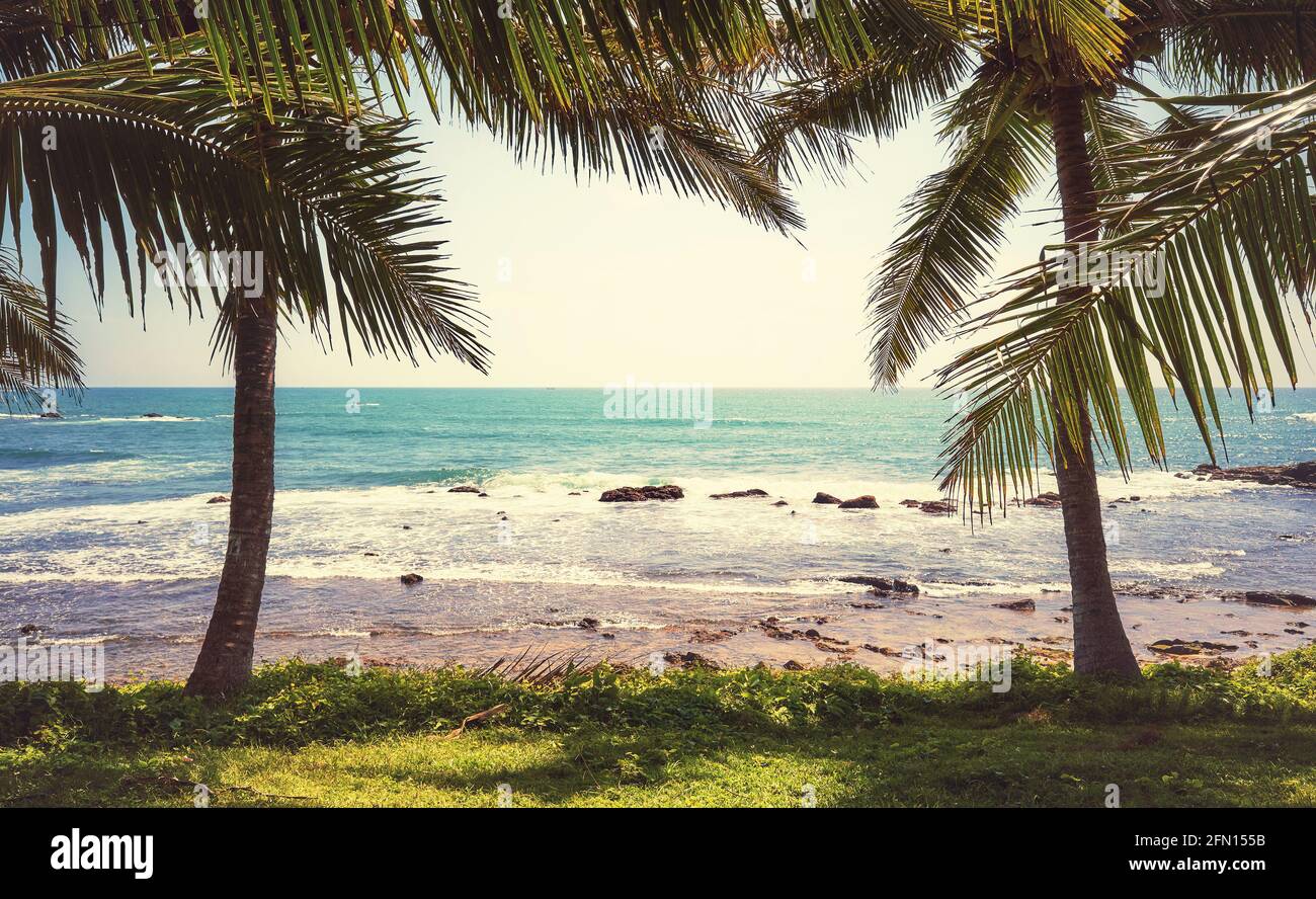 Palm trees at a tropical beach on a sunny summer day, color toning ...