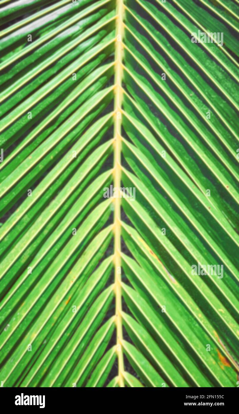 Blurred close up of a palm tree leaf, nature abstract background. Stock Photo
