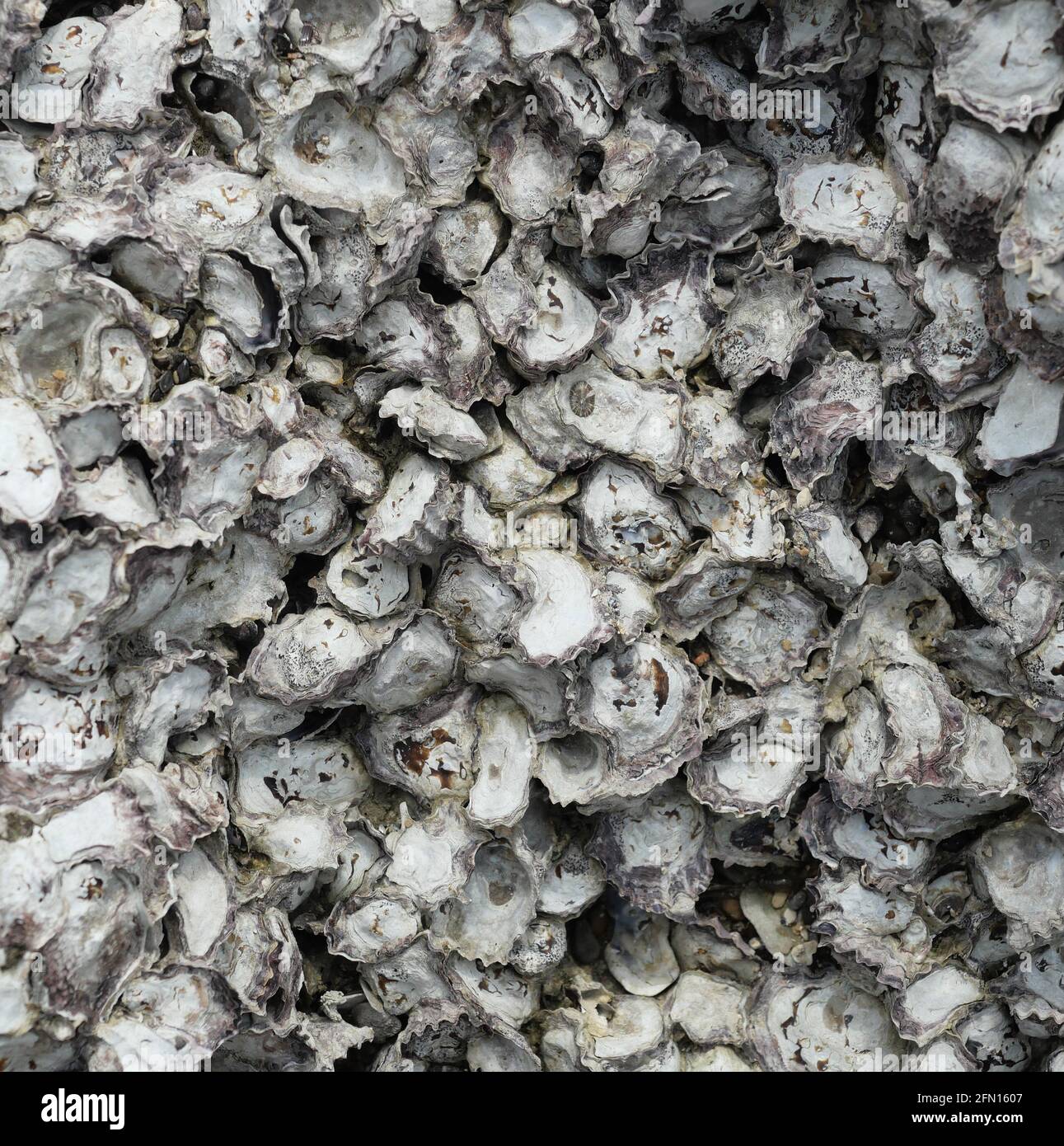 Wild oysters attached on rocky reef at low tide, Group of sea shells Stock Photo