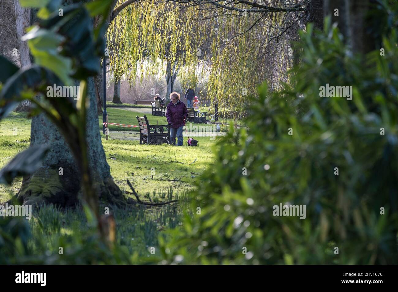 A dog walker in Trenance Gardens in Newquay in Cornwall. Stock Photo