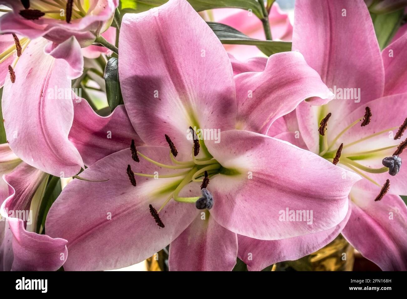 Closeup of the parts of a Lily flower Lillium. Stock Photo