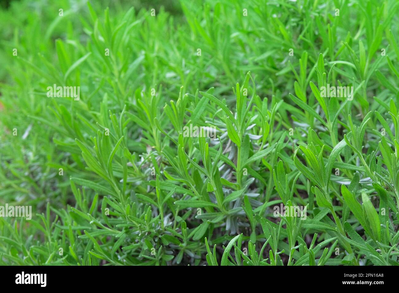 Rosemary And Salad Leaves High Resolution Stock Photography and Images
