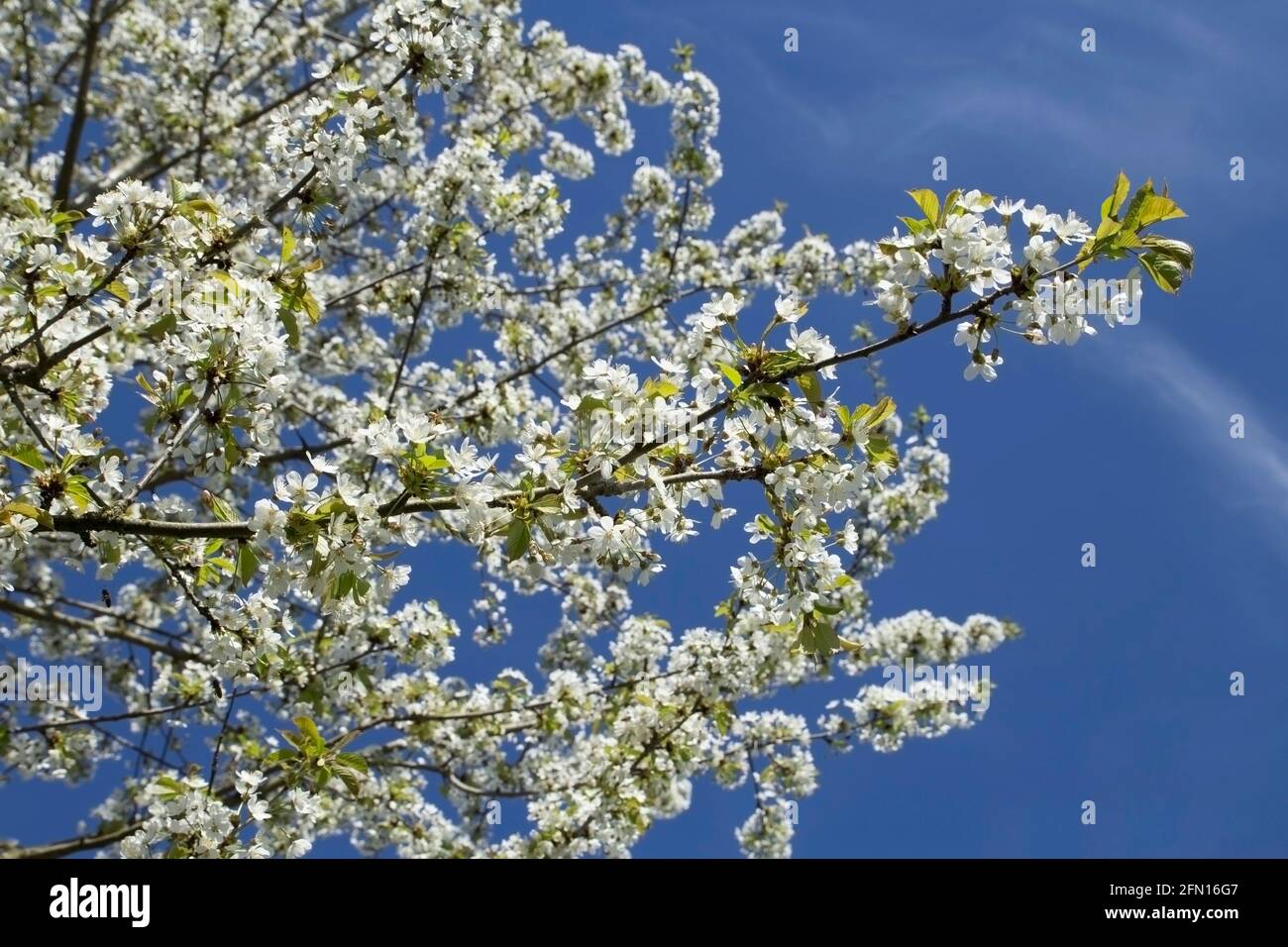 White Spring Blossom