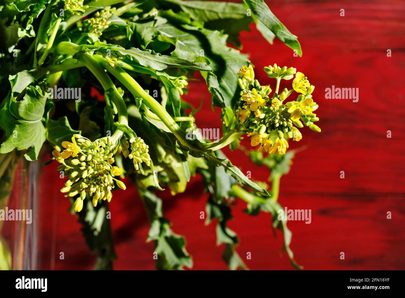 Bunch of turnip greens brassica rapa with yellow flowers in bowl