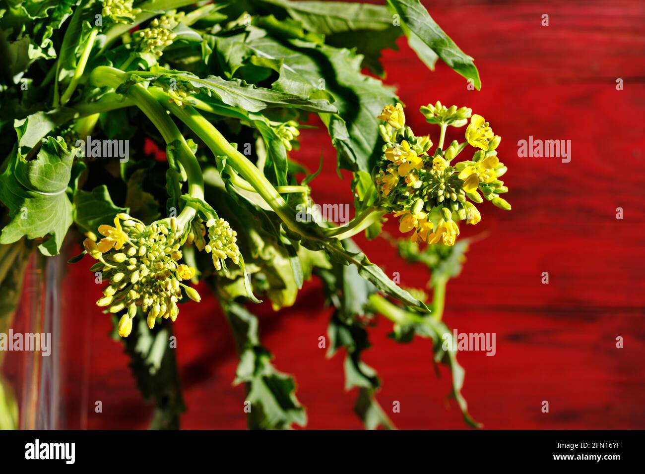 Bunch of turnip greens -brassica rapa - with yellow flowers in bowl , root vegetable with bitter taste Stock Photo
