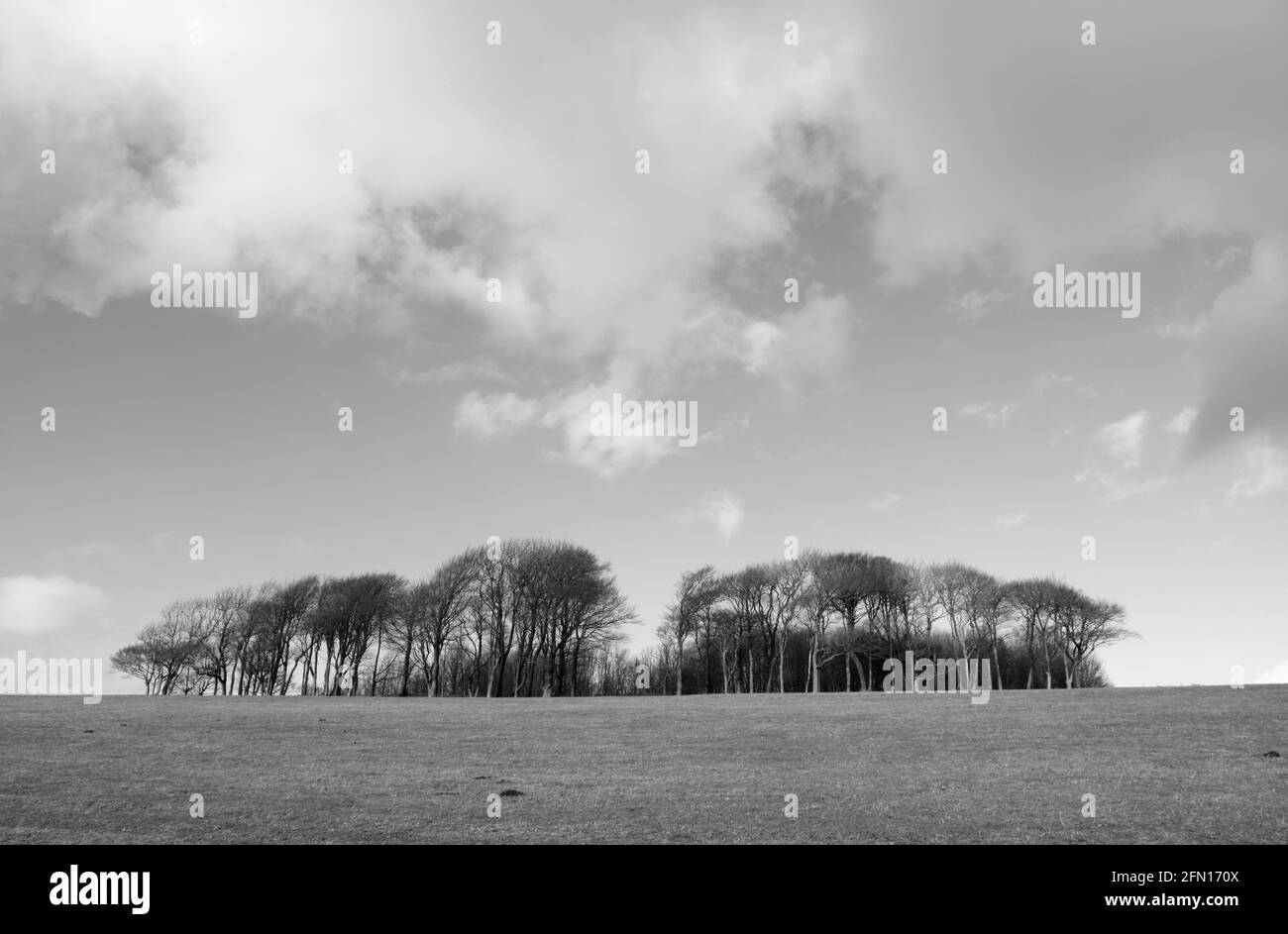 Chanctonbury Ring on the South Downs, Sussex, England, UK Stock Photo