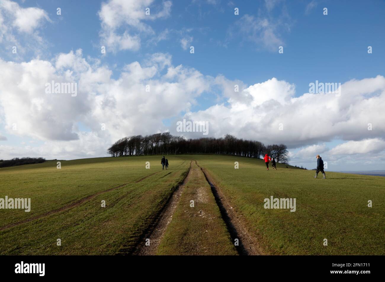 Chanctonbury Ring on the South Downs, Sussex, England, UK Stock Photo