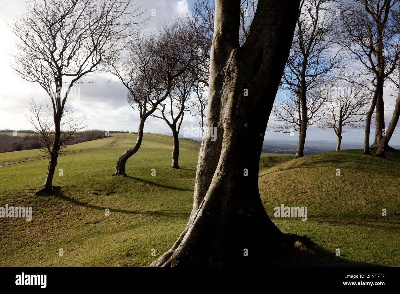 Chanctonbury Ring on the South Downs, Sussex, England, UK Stock Photo