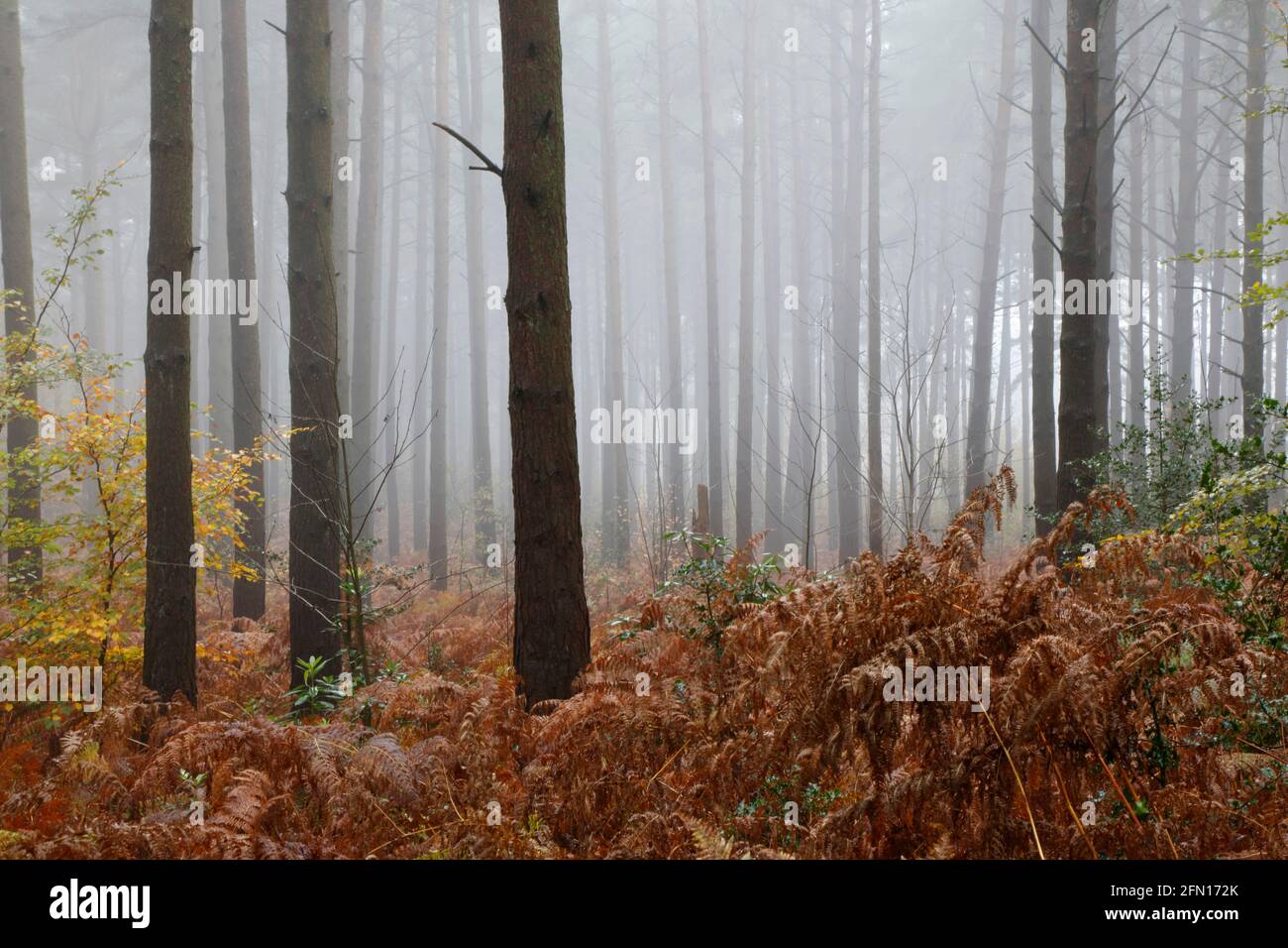 Winterfold Forest, Surrey Hills, Surrey, England, UK Stock Photo