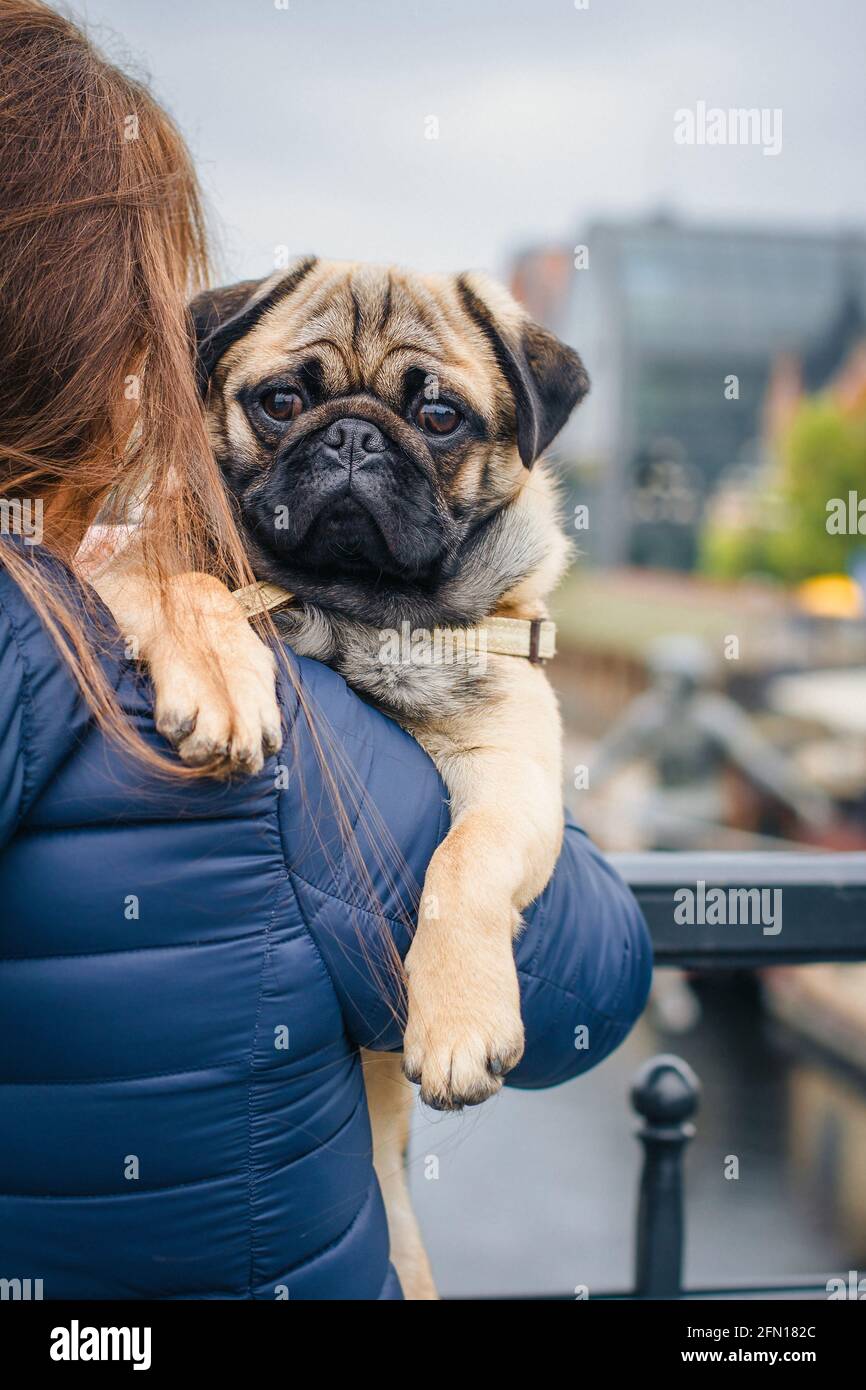 Woman hugs a funny puppy with love outdoors. Dog of a pug breed with owner  happy together. Pet care Stock Photo - Alamy