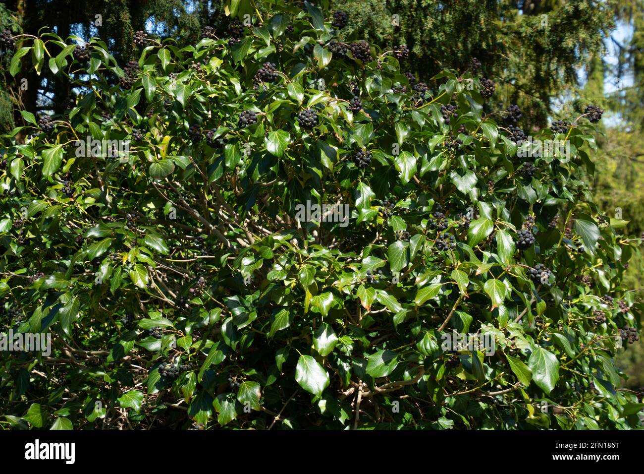 evergreen Ivy or Hedera helix with black berries in the ornamental garden Stock Photo