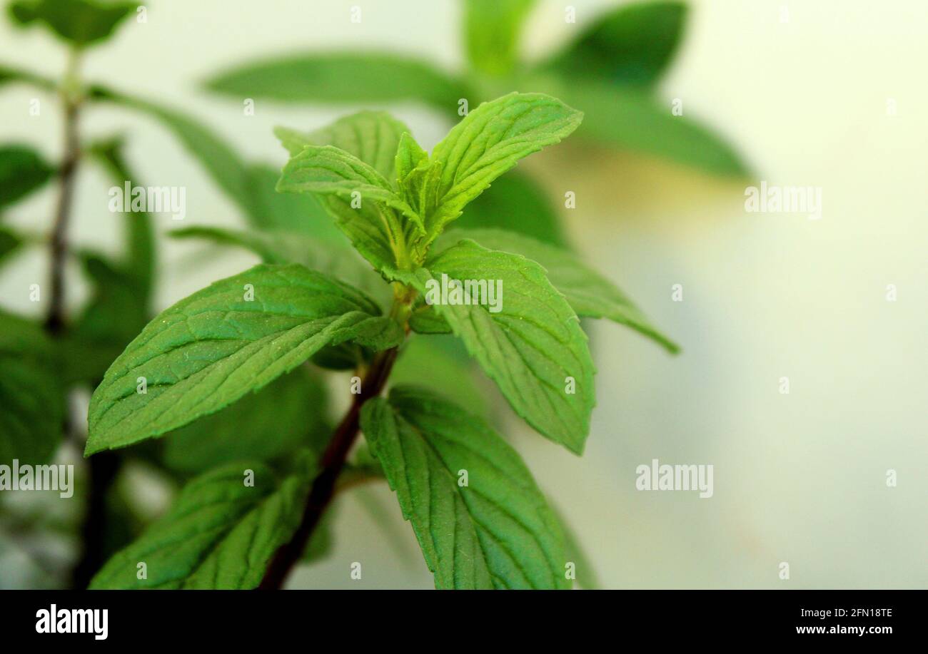 Peppermint pot garden hires stock photography and images Alamy
