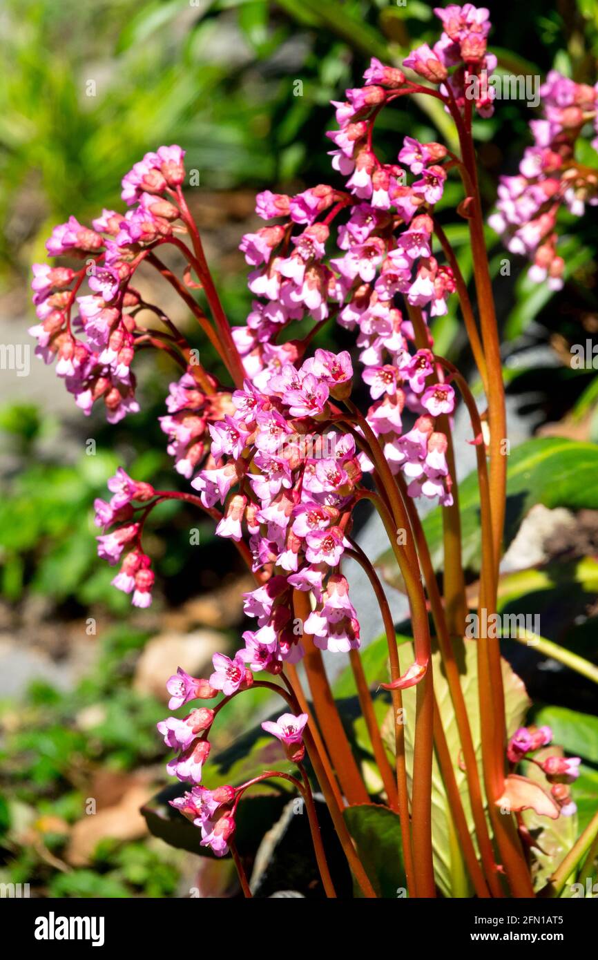 Bergenia 'Sunningdale' flower,  hardy plant in garden Stock Photo
