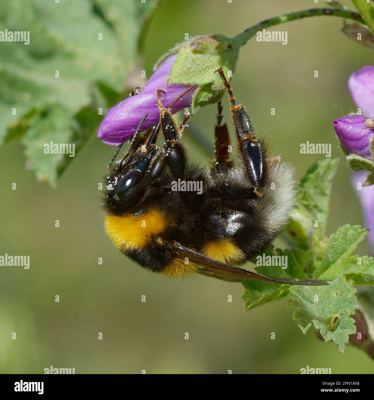 Bombus hortorum hi-res stock photography and images - Alamy