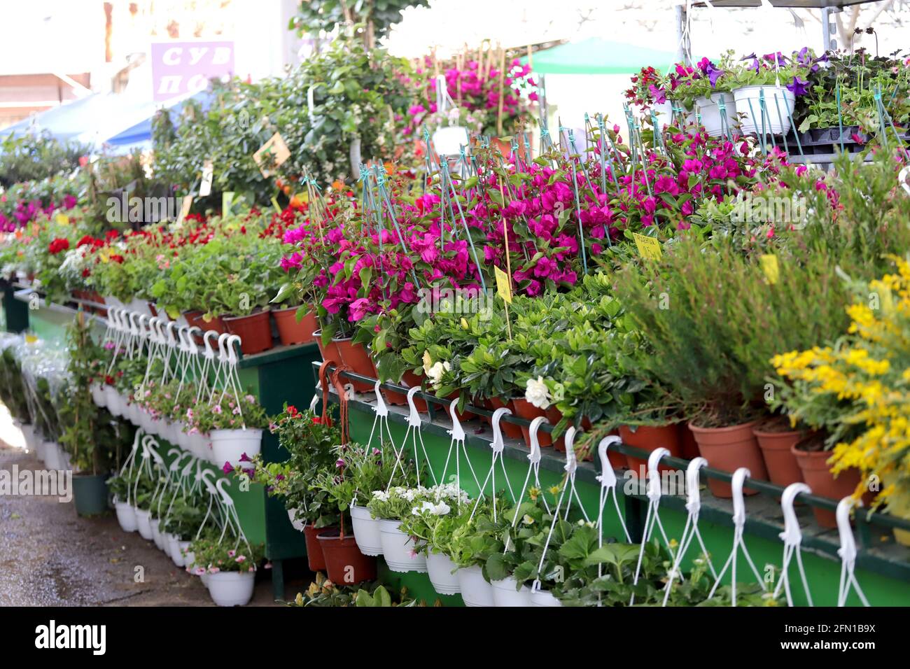 Flowers and herbs at flower market Stock Photo