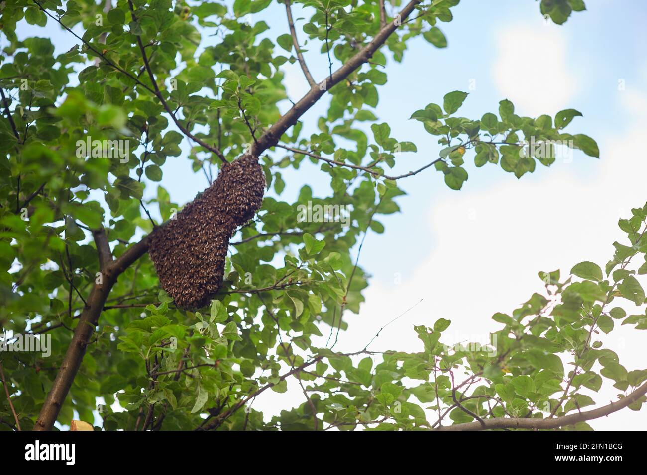 From below view of swarm of honeybees creating big beehive on tree branch in sunny summer day. Insects flying around honeycomb in garden, polluting flowers. Apriculture, beekeeping concept. Stock Photo