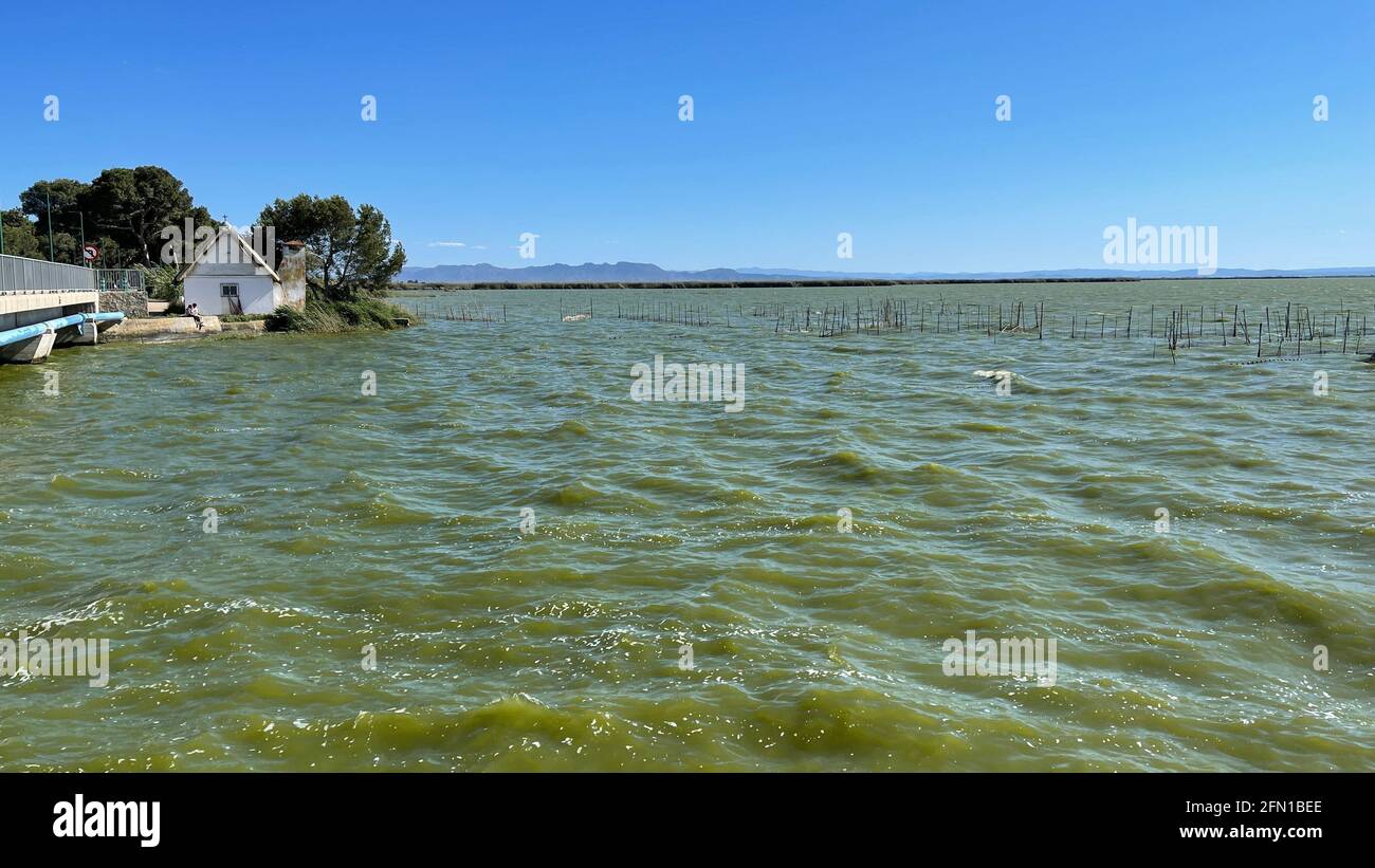 rice fields of the lagoon of Valencia Stock Photo