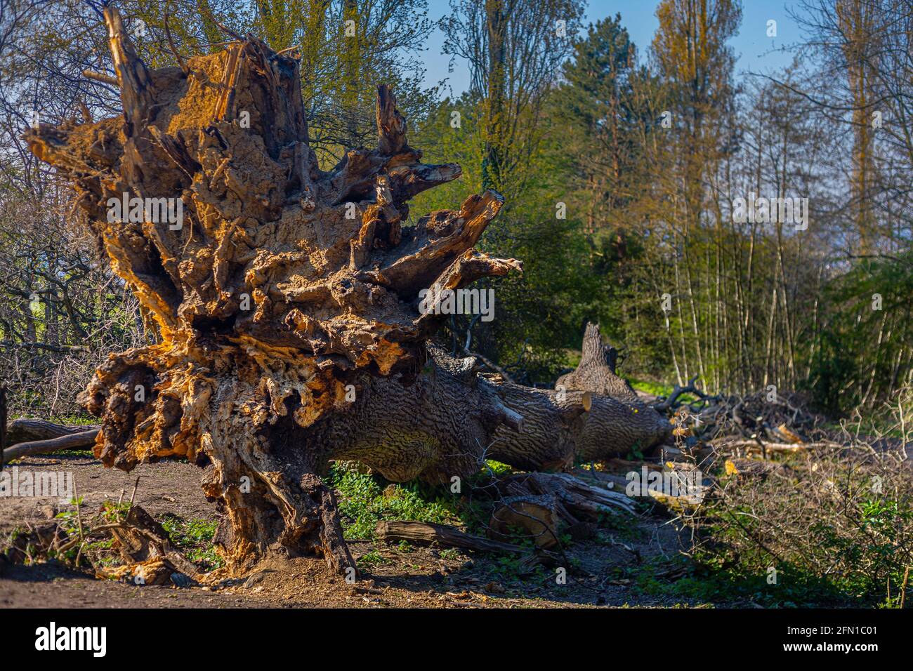 Huge fallen tree hi-res stock photography and images - Alamy