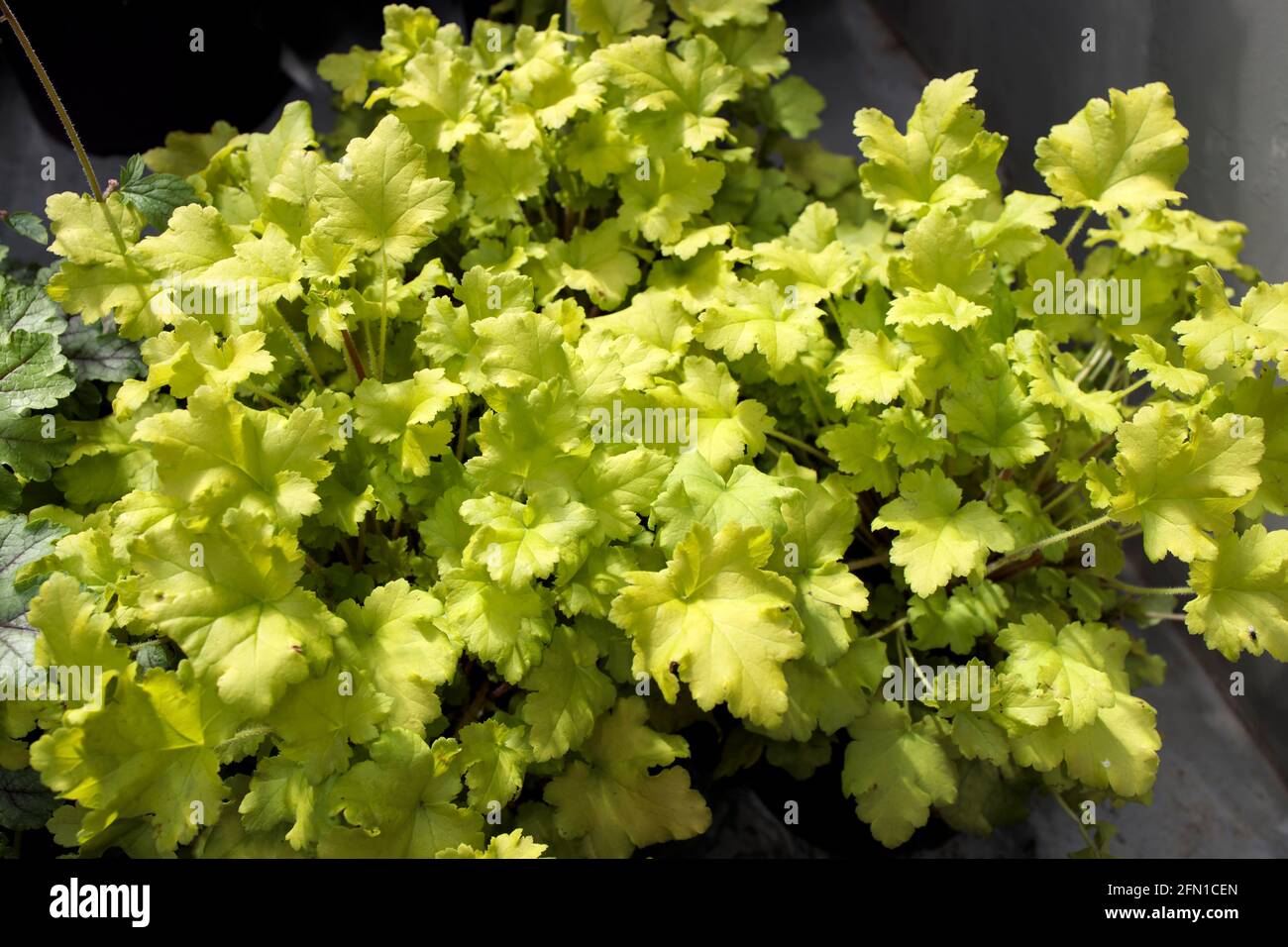 Heuchera Lime Marmalade (Coral Bells) in the spring time Stock Photo