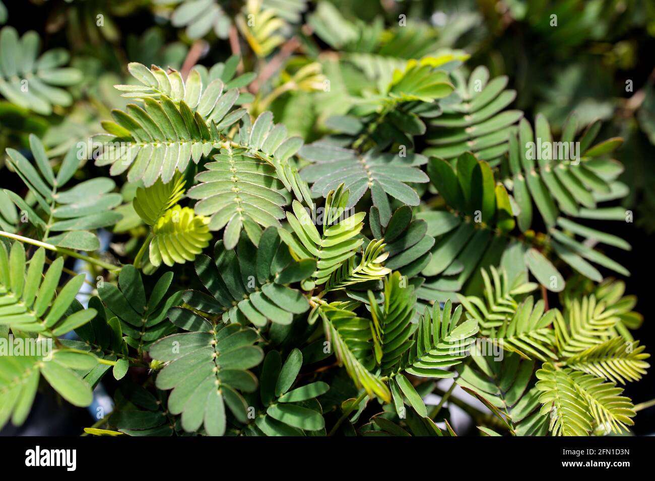 Mimosa pudica (Shameplant) is a short shrub member of the legume tribe that is easily recognized for its leaves that quickly close, wither on their ow Stock Photo