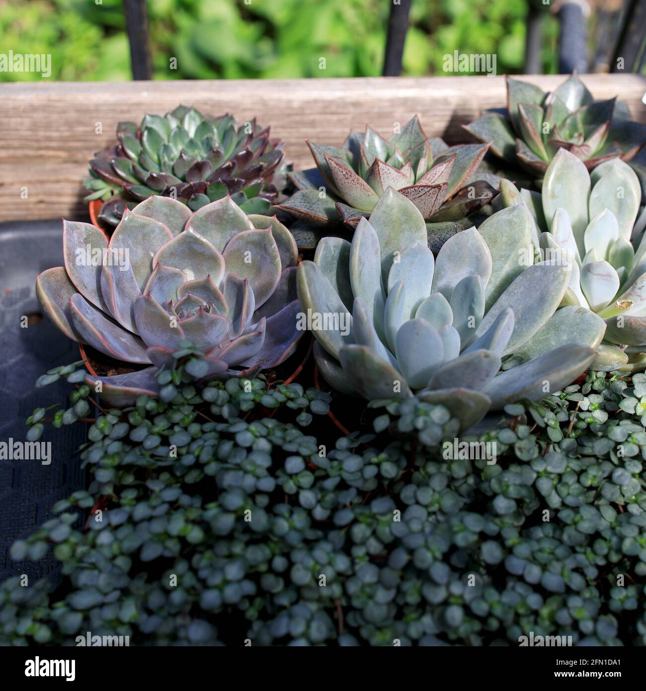 Pilea glaucophylla Greyzy and Echeveria for sale for decoration of interior Stock Photo