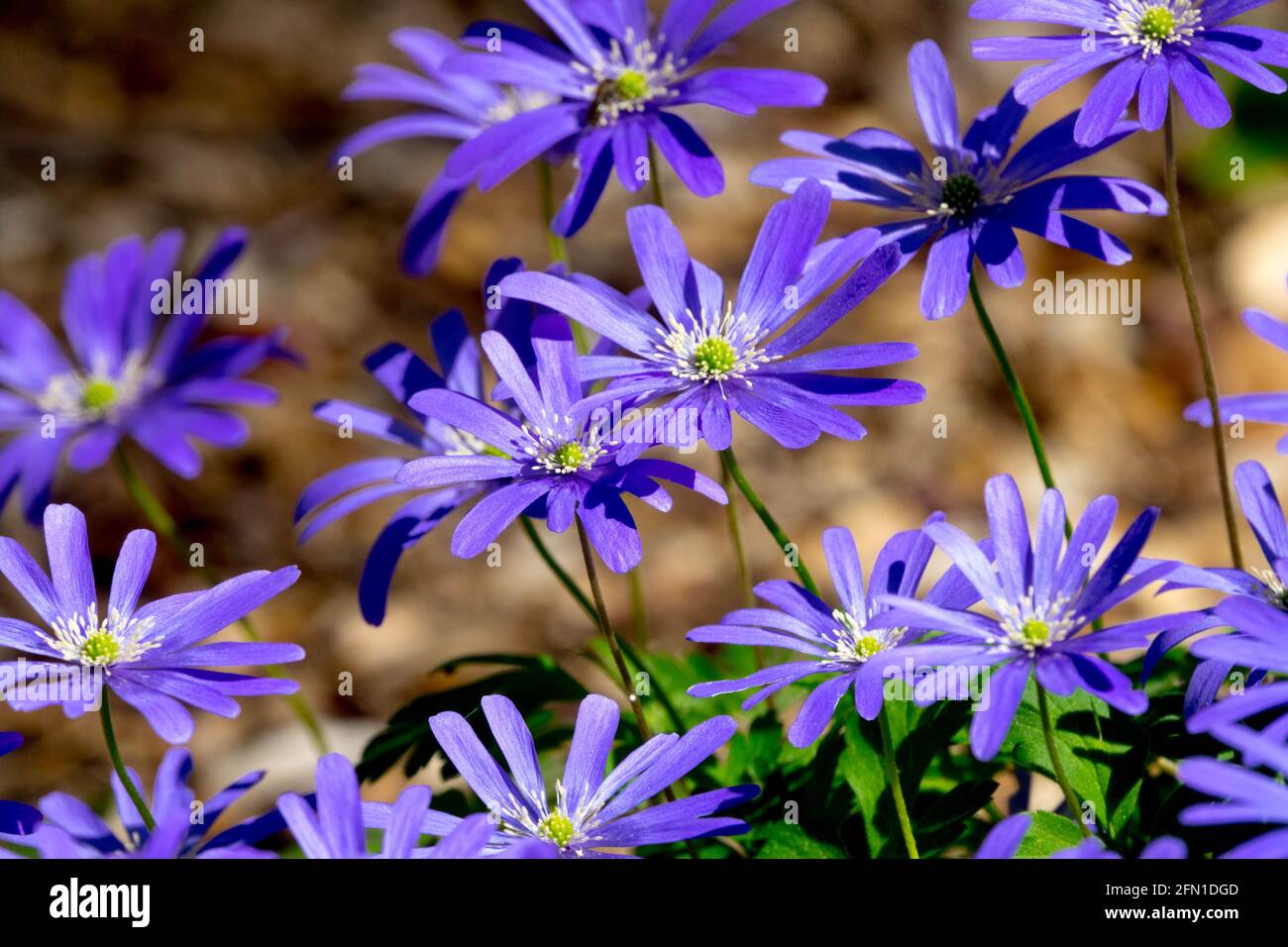 Narrowly oblong blue petals Anemone apennina Blue Anemone Spring, Season, Beauty Stock Photo