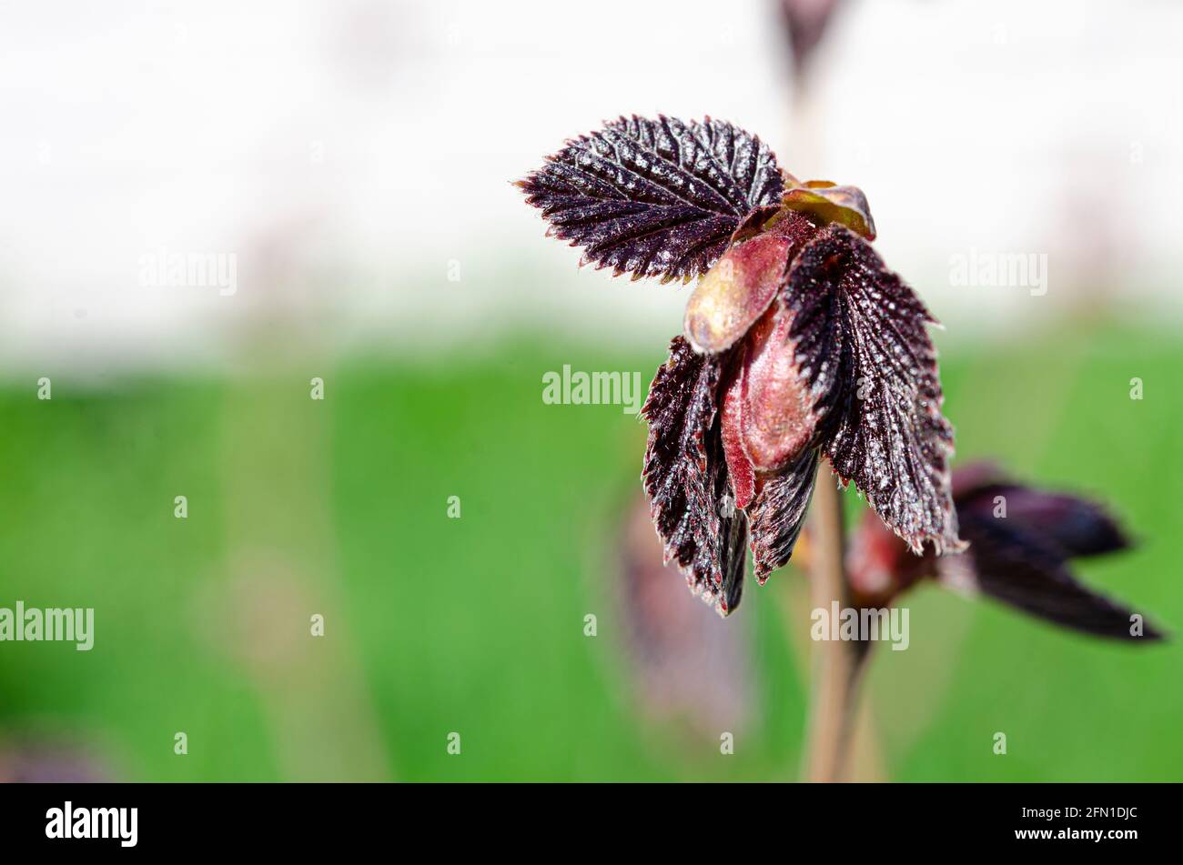 fresh red hazelnut buds in springtime. Decorative garden plant, young