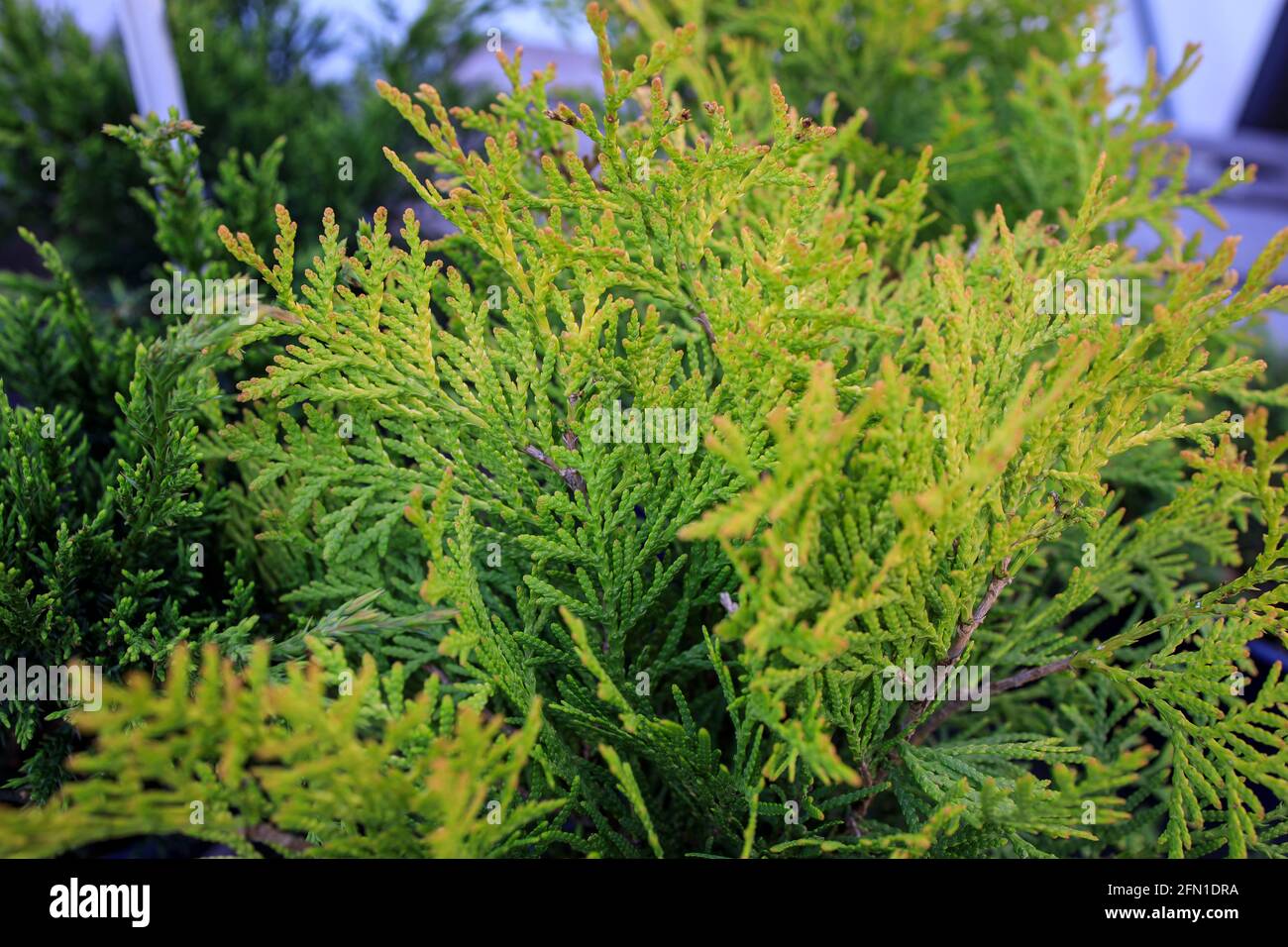 Thuja occidentalis, also known as northern white cedar, eastern white cedar, or arborvitae, is an evergreen coniferous tree, in the cypress family Cup Stock Photo