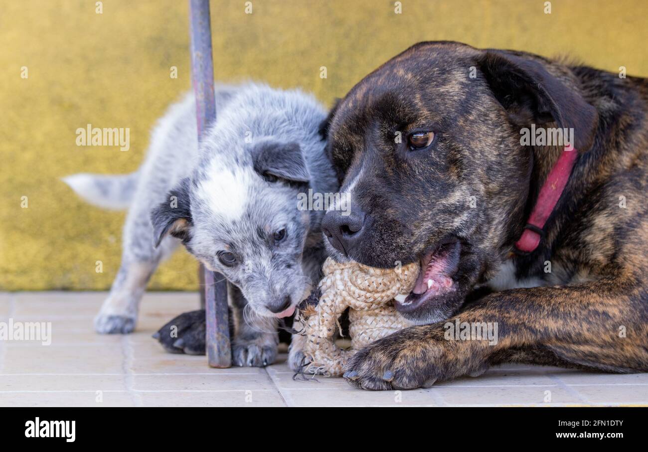 Do Dogs Learn Behavior From Other Dogs