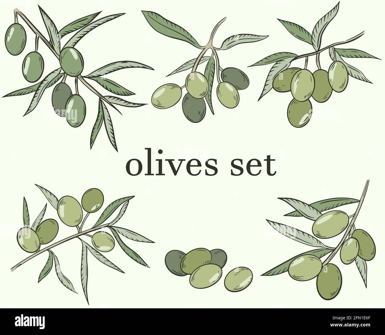 Sketch of olives. Vector. A set of olives, berries on a branch. The fruits of the olive tree. Color illustration, hand-drawing. Stock Vector