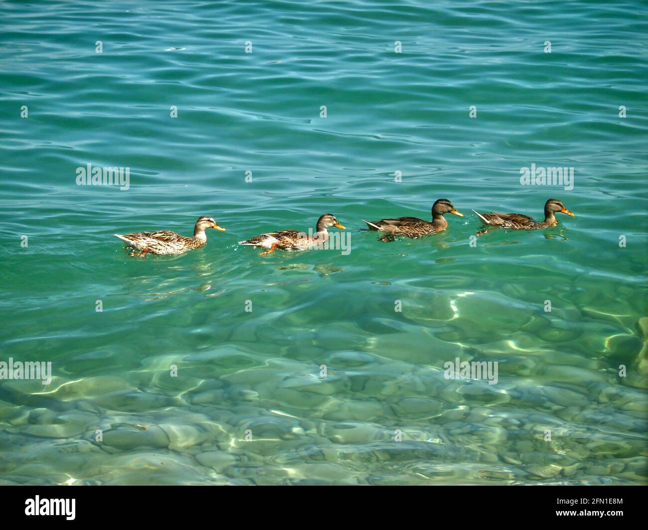 Shot of ducks in Lake Garda Italy Stock Photo - Alamy
