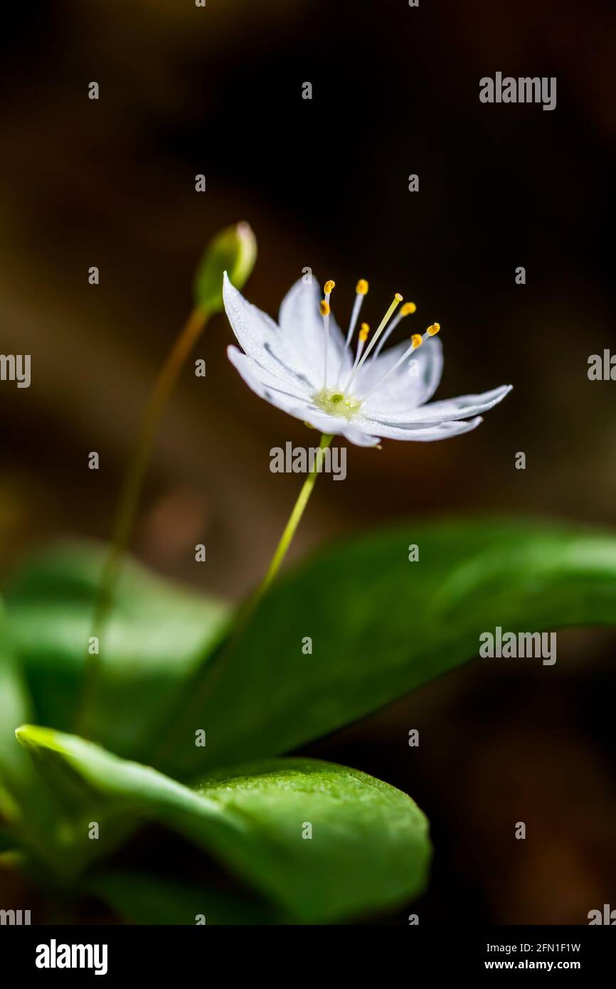 Single white flower of the Chickweed-wintergreen also known as Arctic Starflower Trientalis europaea or Lysimachia europaea in a wood Stock Photo