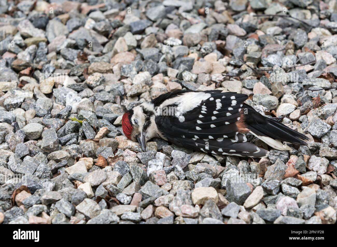 Dead Great spotted woodpecker Dendrocopos major on gravel drive. Killed after hitting domestic window. Stock Photo