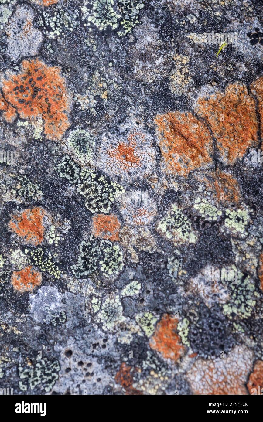 Various lichens growing on granite rock predominantly the Orange of Tremolecia atrata granite in the Highlands of Scotland Stock Photo