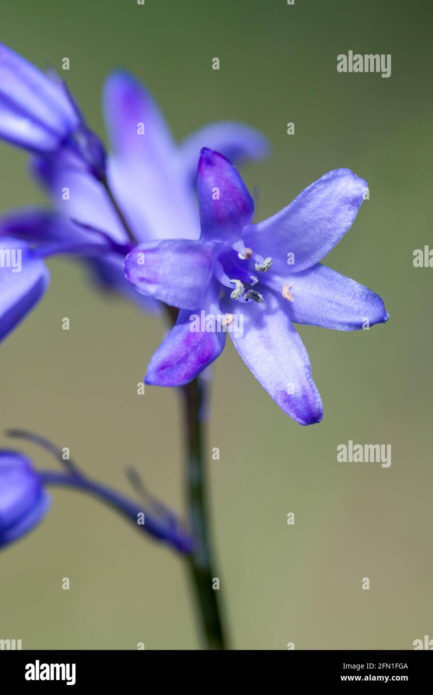 Bluebell Hyacinthoides non-scripta flowers Stock Photo