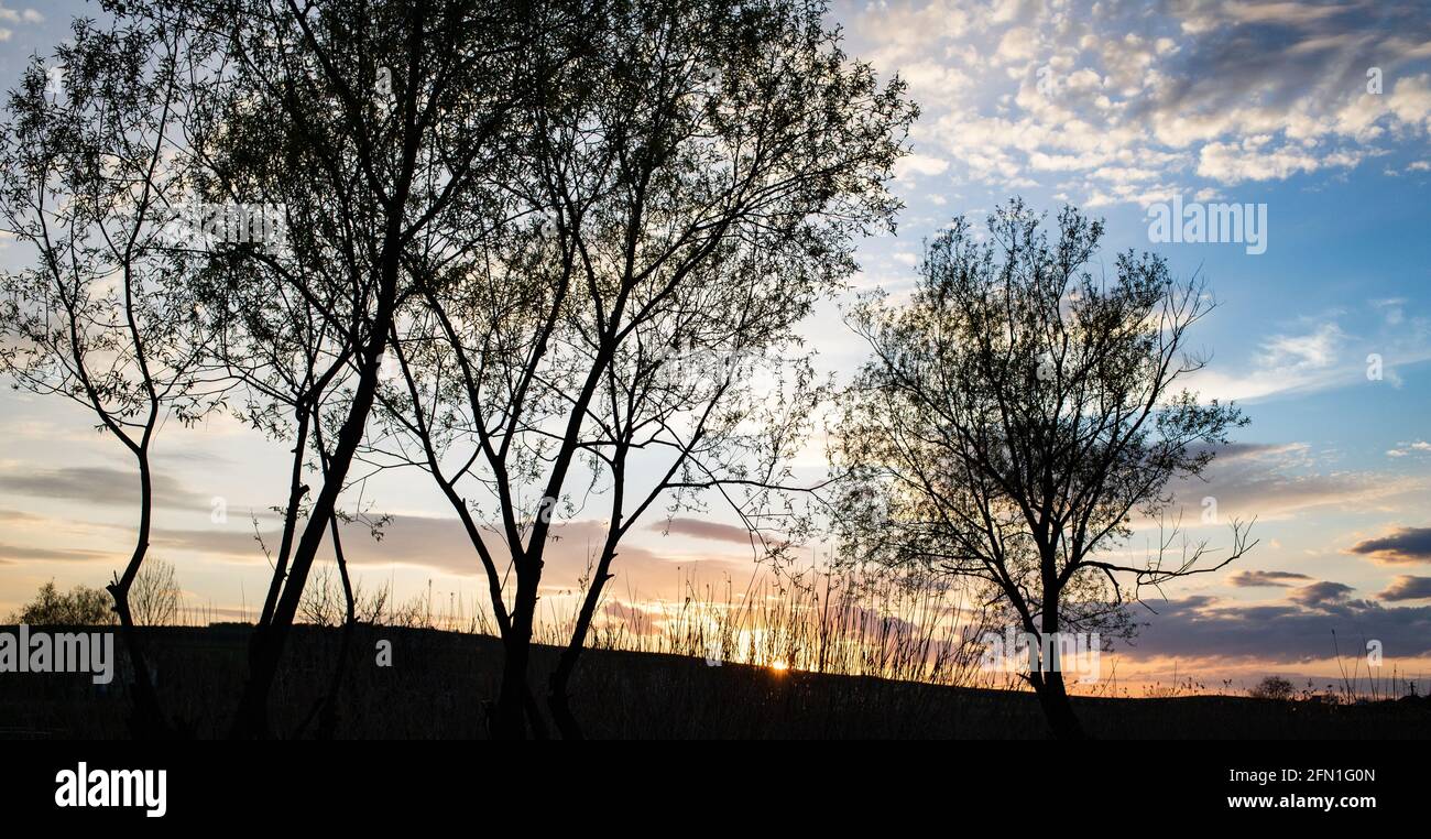 trees on a sunset sky background Stock Photo - Alamy