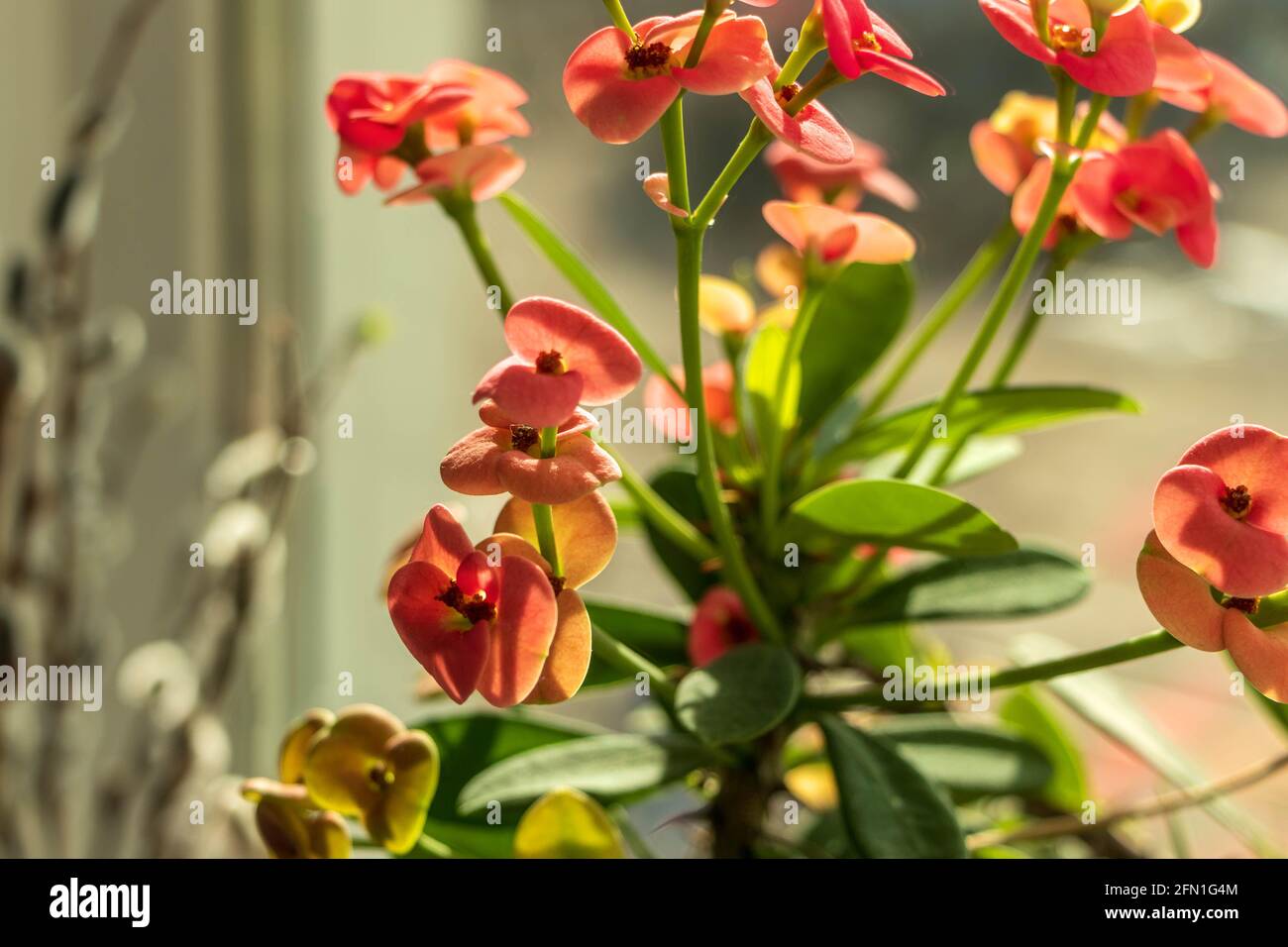 Close-up of a beautiful houseplant in the sunbeams. The photo was taken in Chelyabinsk, Russia. Stock Photo