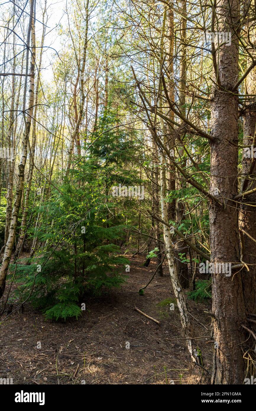 Interior of Clowes Wood, a mixed woodland with conifers with some silver birch trees near Canterbury, England. Trees close and far, flat lighting. Stock Photo