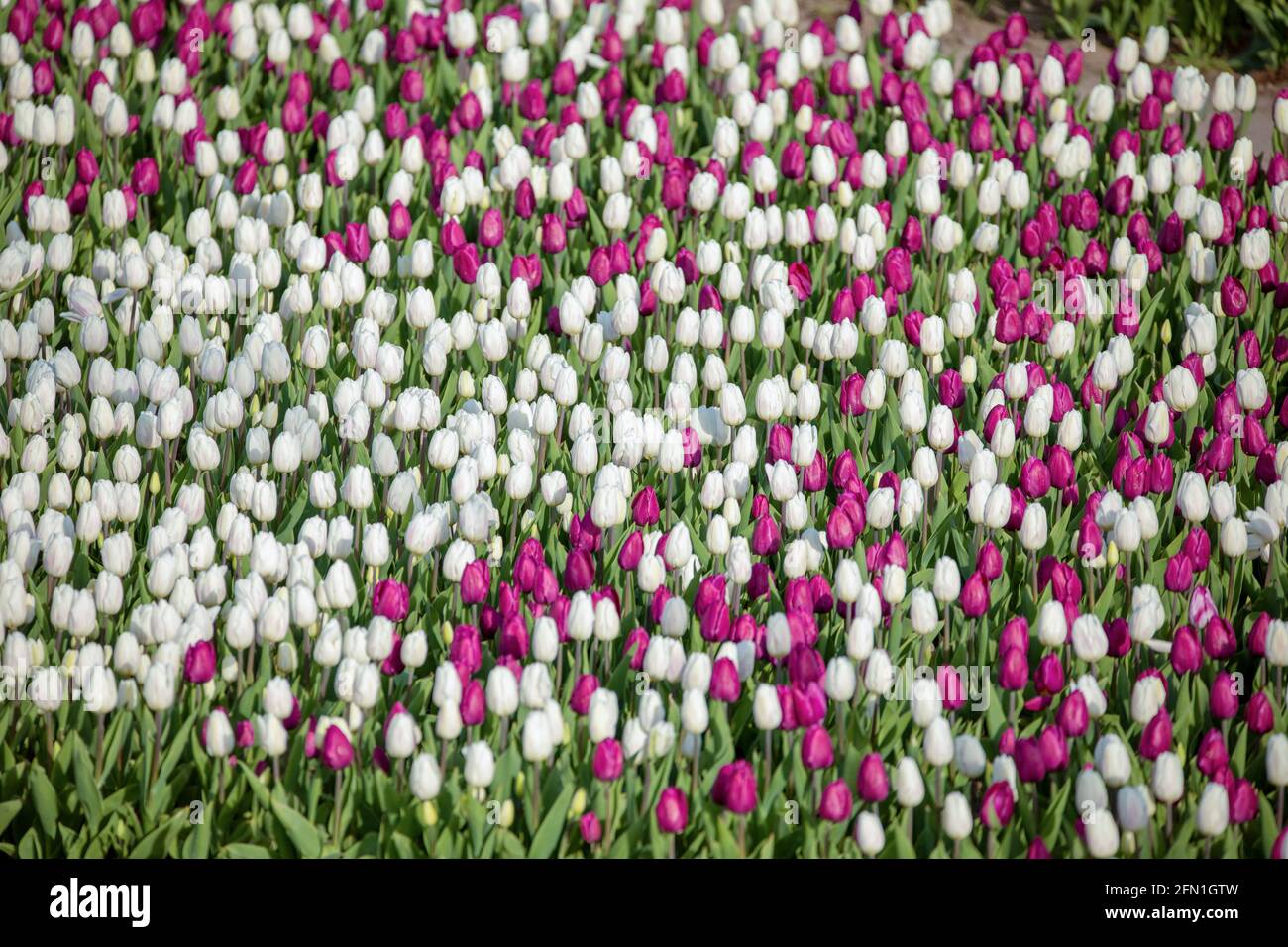 Blooming fields of tulips on a flowerbed, flowers of different colors Stock Photo