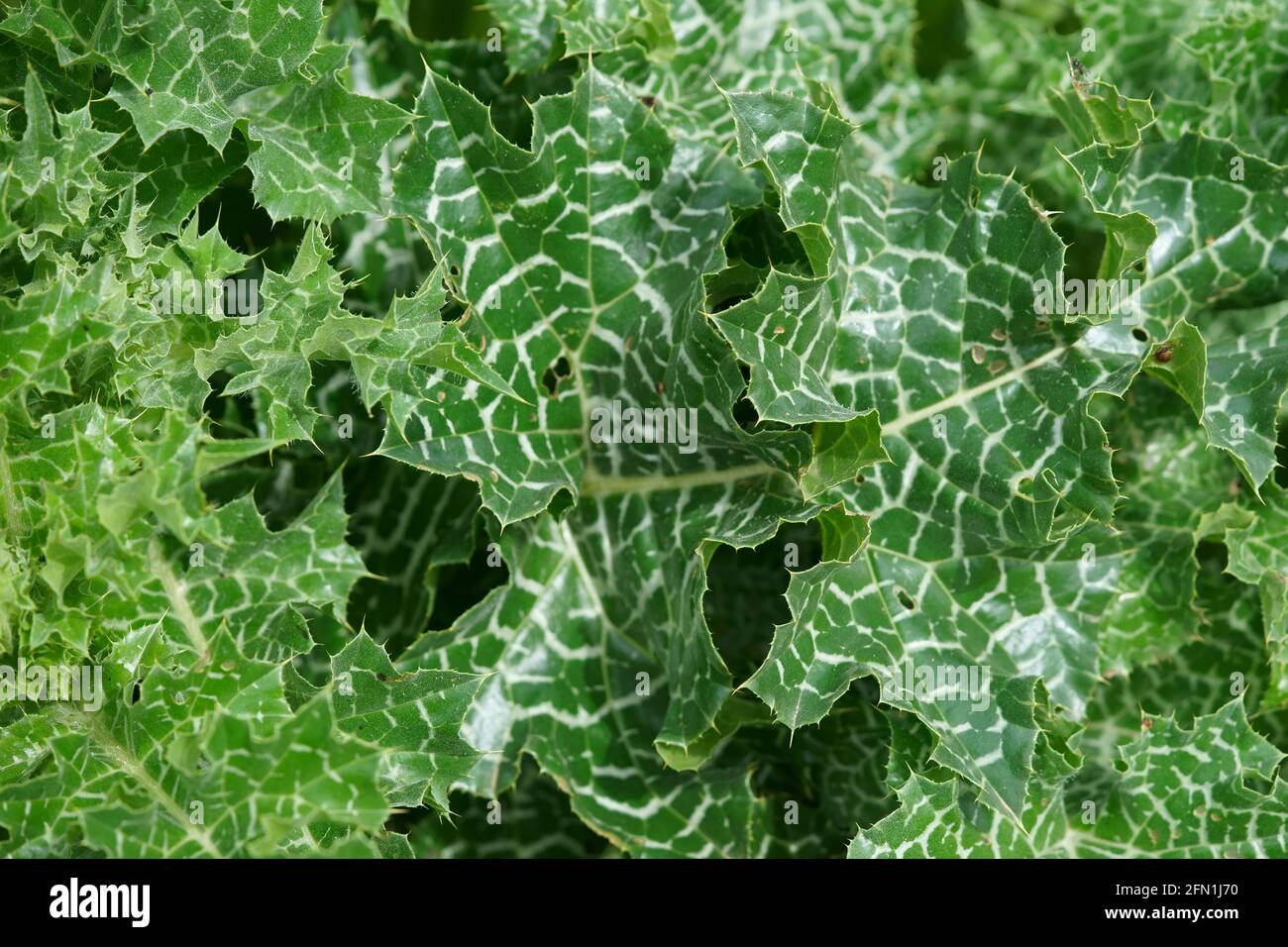 Leaf of Milk-thistle Silybum marianum - Cardo Mariano, in San Giovanni  d'Asso, Montalcino, Tuscany, Italy Stock Photo - Alamy